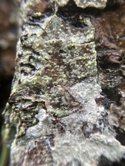 Buellia griseovirens