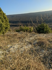 Asparagus verticillatus