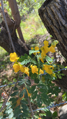 Senna pallida