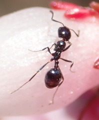 Monomorium fridae