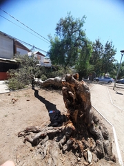 Acacia dealbata dealbata