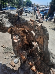 Acacia dealbata dealbata