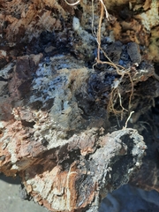 Acacia dealbata dealbata