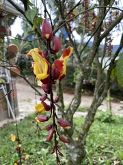 Thunbergia mysorensis