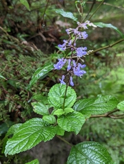 Plectranthus