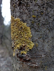 Xanthorioideae