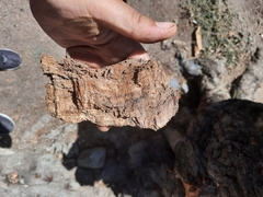 Acacia dealbata dealbata