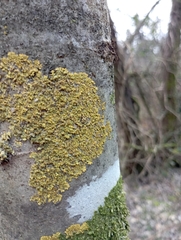 Xanthorioideae