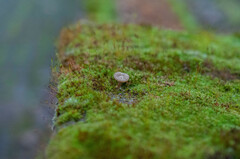 Arrhenia rickenii