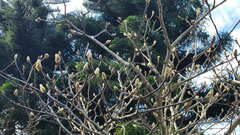 Salix argyracea