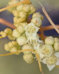 Cuscuta campestris
