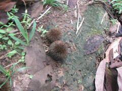 Apeiba tibourbou