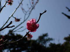 Prunus mume