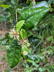 Trichocladus crinitus