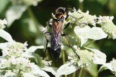 Sphex habenus