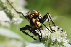Sphex habenus