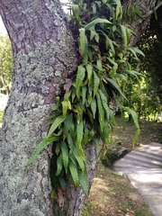 Pleopeltis macrocarpa