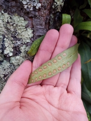 Pleopeltis macrocarpa