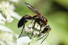 Sphex habenus