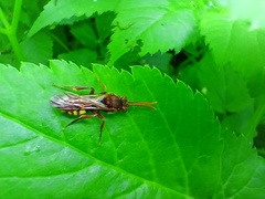Nomada