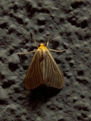Biturix venosata