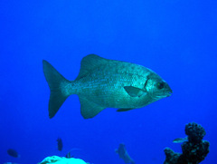 Kyphosus cinerascens