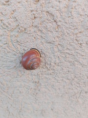 Cepaea nemoralis