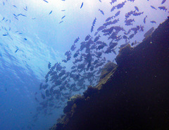 Kyphosus cinerascens