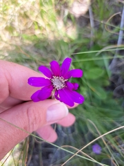 Senecio macrocephalus