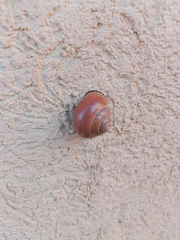 Cepaea nemoralis
