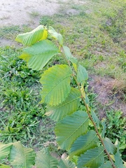 Ulmus laevis