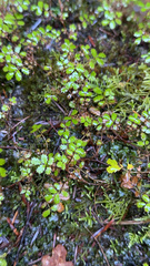 Acaena anserinifolia