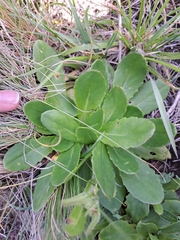 Senecio macrocephalus
