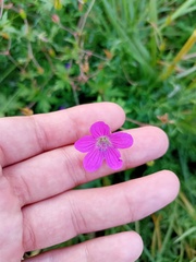 Geranium palustre