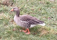 Anser anser