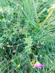 Geranium palustre