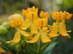 Asclepias curassavica