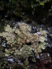 Melanelixia subaurifera