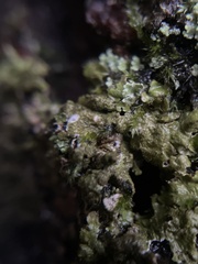 Melanelixia glabratula