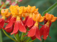 Asclepias curassavica