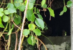 Tetrastigma lanyuense