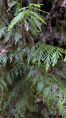Thuja plicata