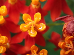Asclepias curassavica