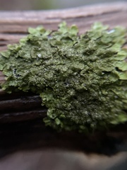 Melanelixia glabratula