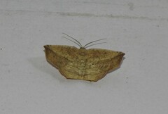 Geometridae