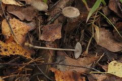 Mycena leptocephala