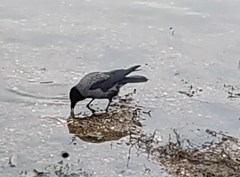 Corvus cornix × corone