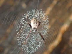 Argiope minuta