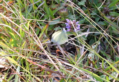 Leptophobia diaguita