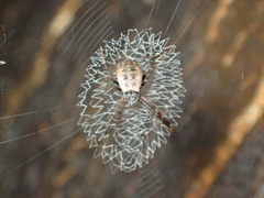 Argiope minuta
